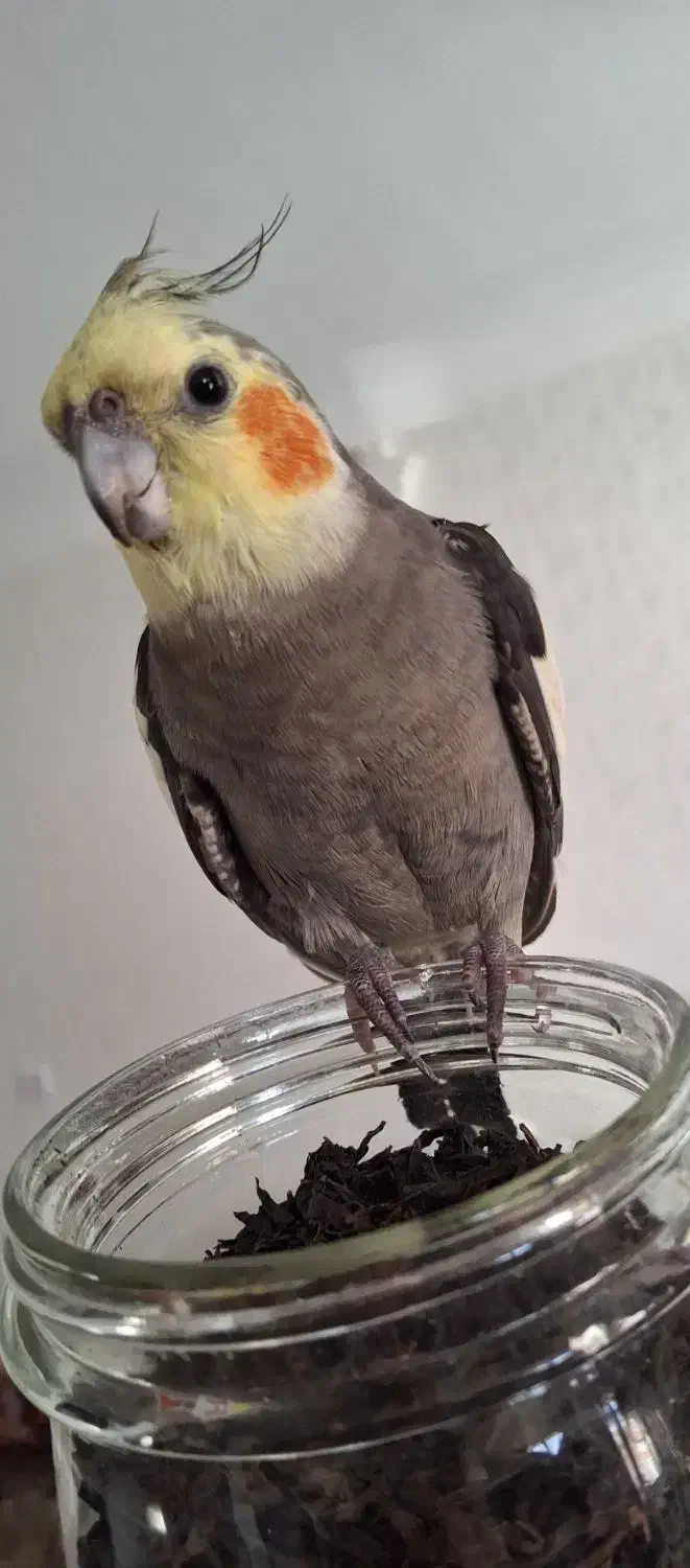 عروس هلندی گمشده|حیوانات|آستانه اشرفیه, |دیوار