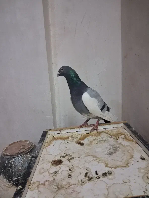 قره یهودی سبز صیدقلدر|پرنده|مشهد, شهید معقول|دیوار