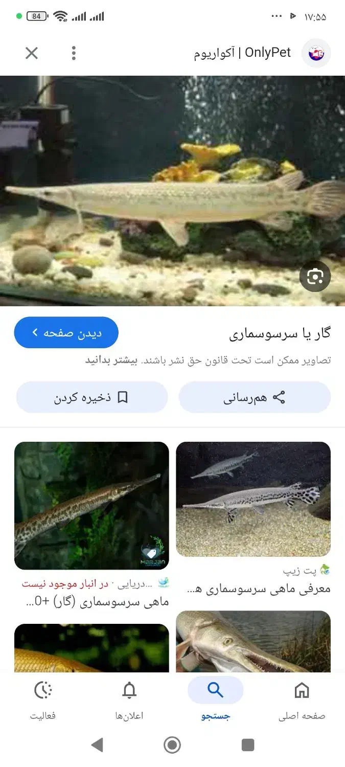 ماهی ردتیل گوشتخوار سایز بزرگ|ماهی|همدان, |دیوار