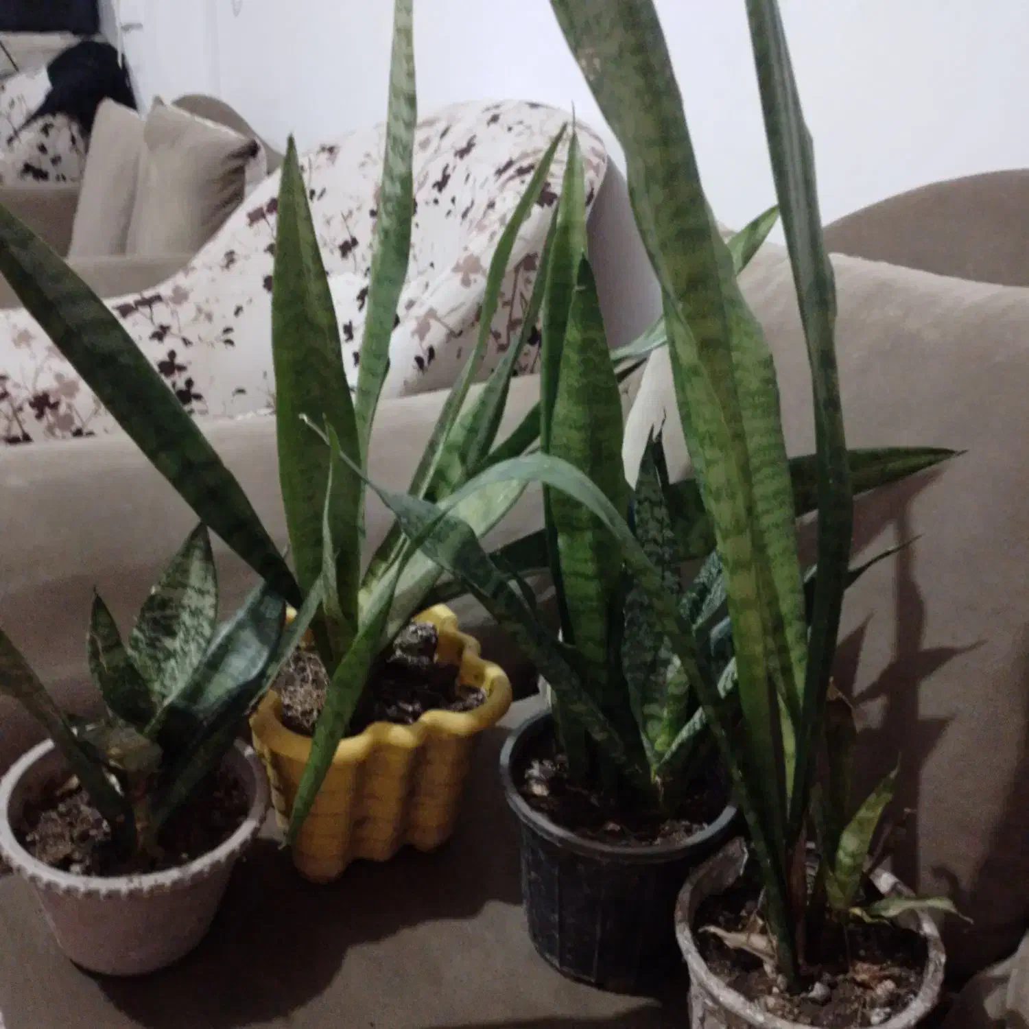 ۴عددگل شاداب|گل و گیاه طبیعی|لنگرود, |دیوار