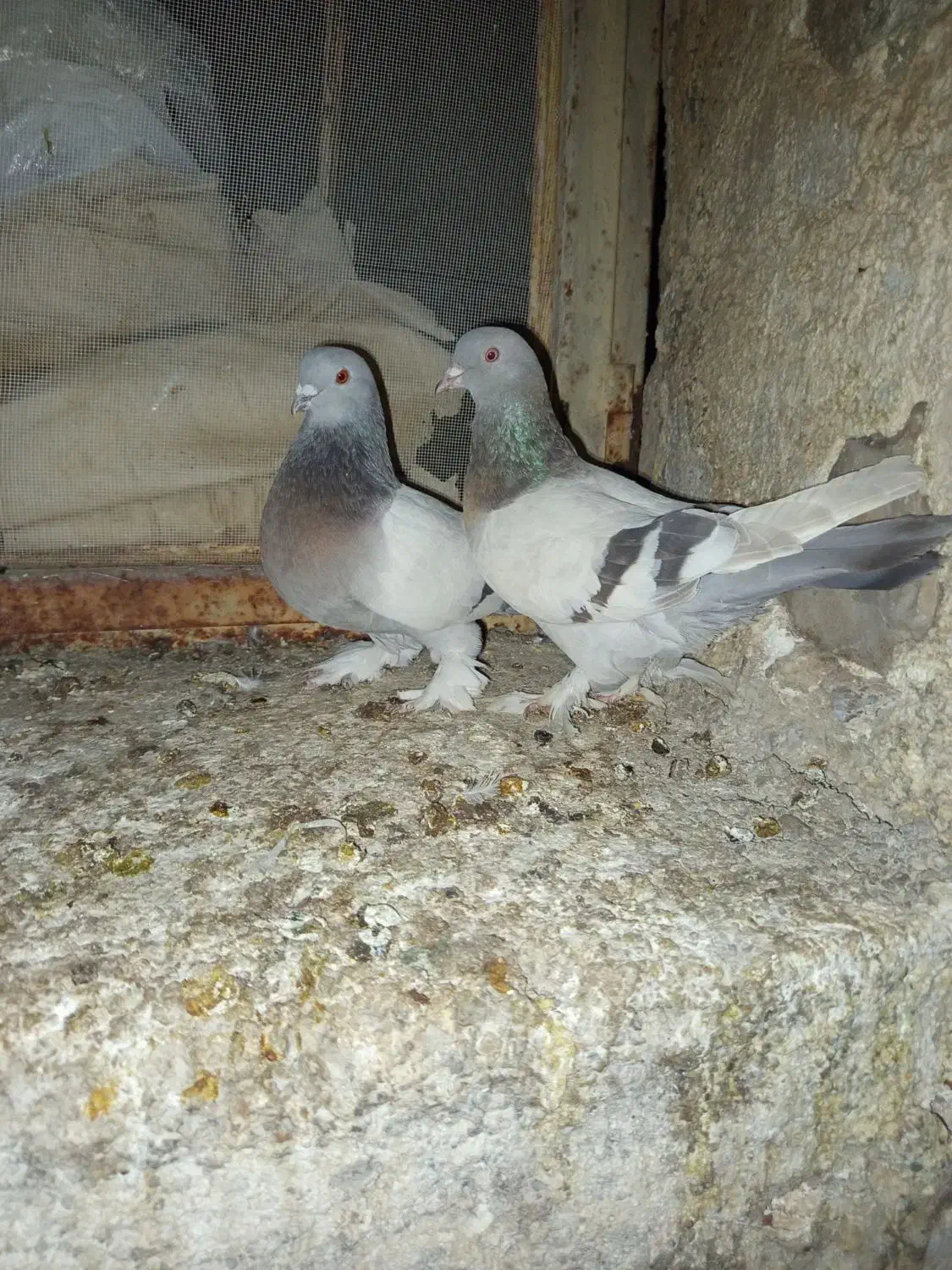 کفتر سوسنی بهبهانی|پرنده|شیراز, محمدیه|دیوار