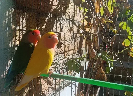 عروس هلندی،طوطی برزیلی،مرغ عشق|پرنده|سنندج, |دیوار