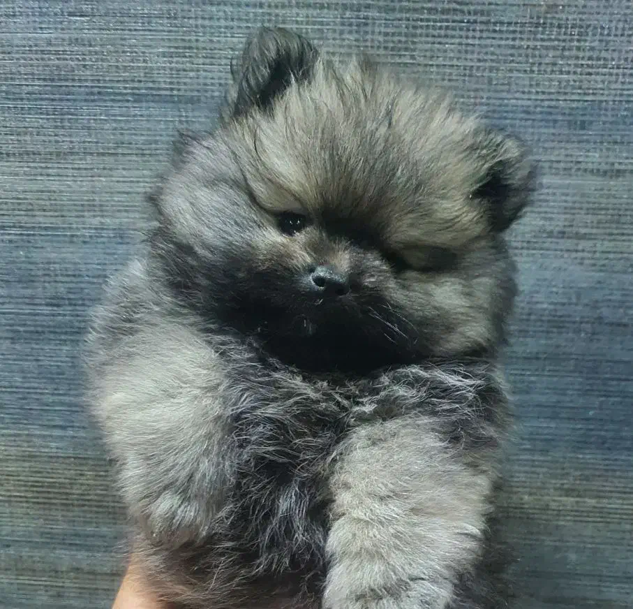 سگ پامرانین (واگذاری نیست )|سگ|تهران, سوهانک|دیوار