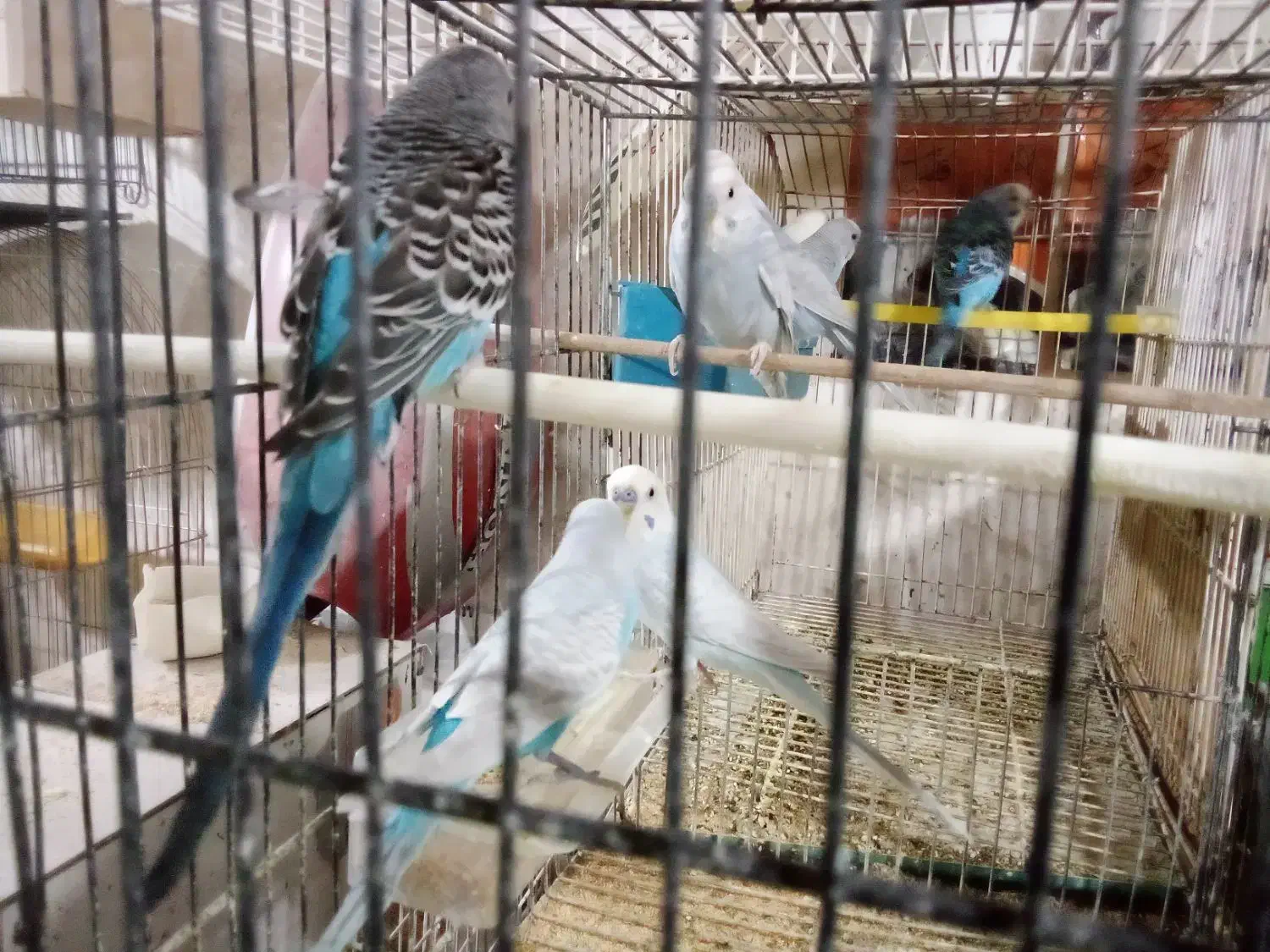 مرغ عشق بالغ نر|پرنده|تربتحیدریه, حسنی بالا|دیوار