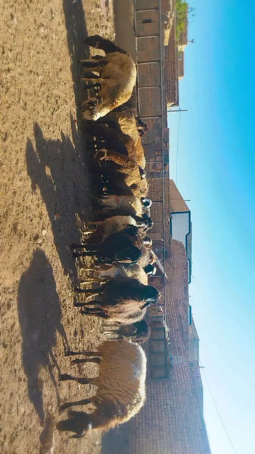 میش دونه ۱۵ میلیون|حیوانات مزرعه|شاهین‌شهر, منطقه صنعتی سین|دیوار