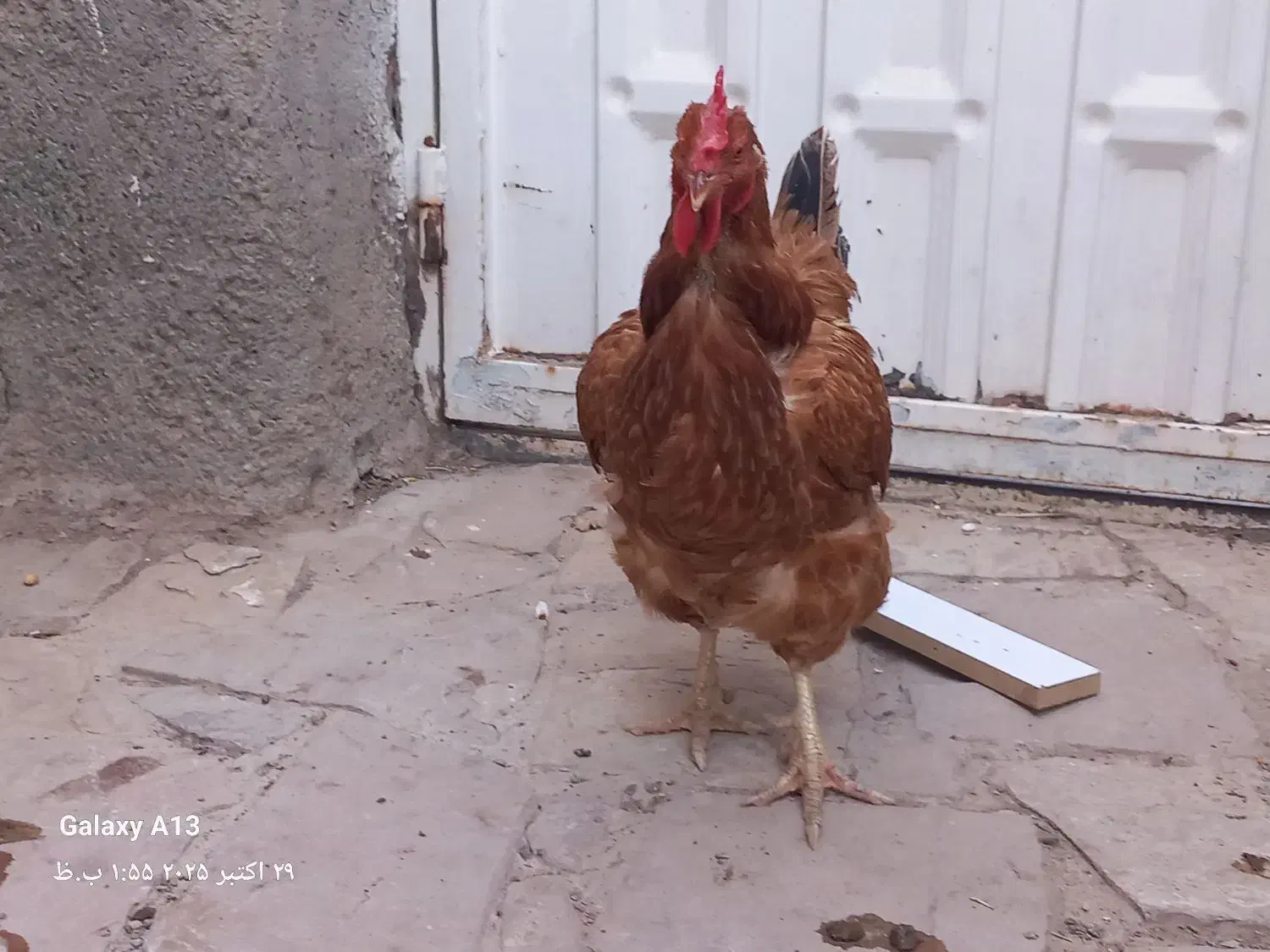 ۳۰۰ هزار تومان|حیوانات مزرعه|سبزوار, ابارش|دیوار