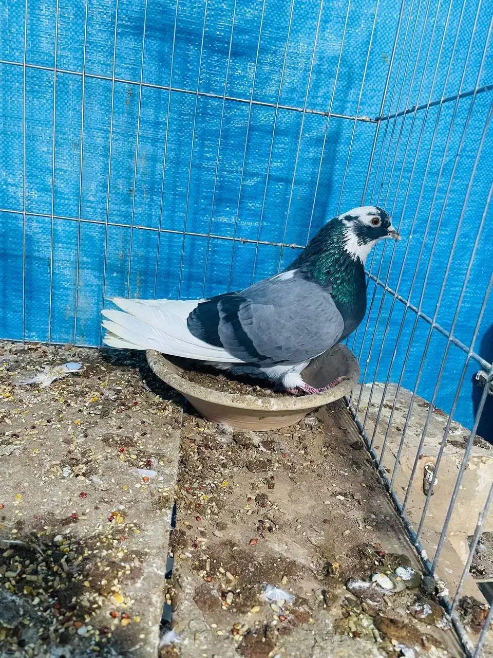 کفتر|پرنده|کاشان, پشت شهربانی|دیوار