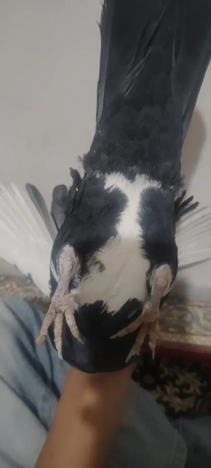 نر پلنگ اسطوره|پرنده|کرمان, |دیوار