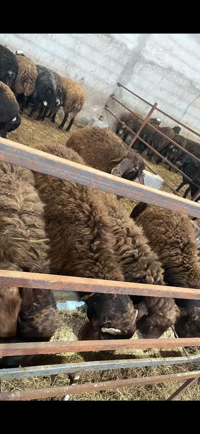 گوسفند نر قربانی|حیوانات مزرعه|خسروشاه, |دیوار