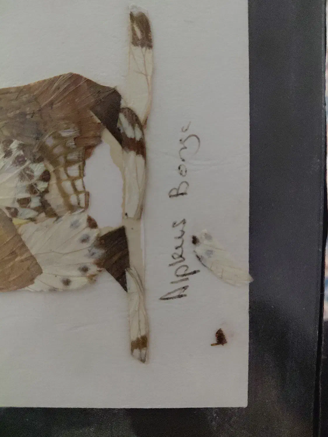 تابلو هنری کمیاب با بال پروانه دارای امضا|کلکسیون و سرگرمی|نوشهر, |دیوار