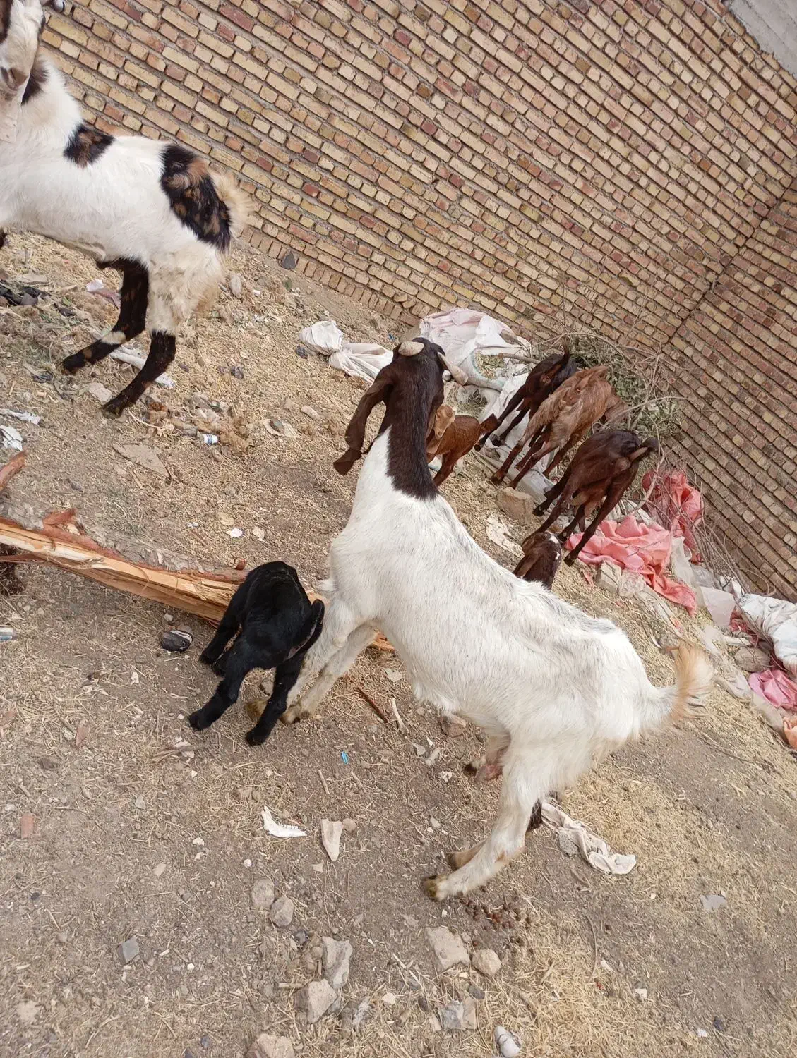 بزوبزغاله  درجه یک با بز نر|حیوانات مزرعه|باوله, |دیوار