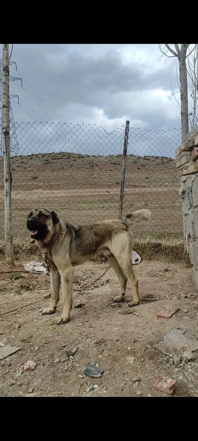 سگ سرابی|سگ|هیر, |دیوار