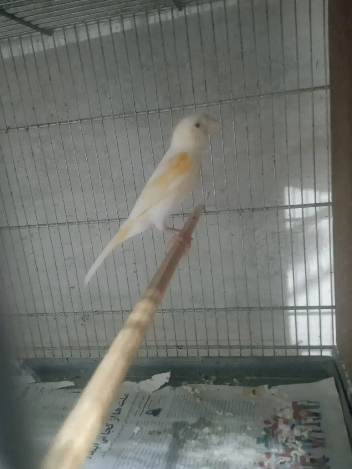 قناری ماده آماده آماده کوضه کوضه|پرنده|شیروان (خراسان), |دیوار