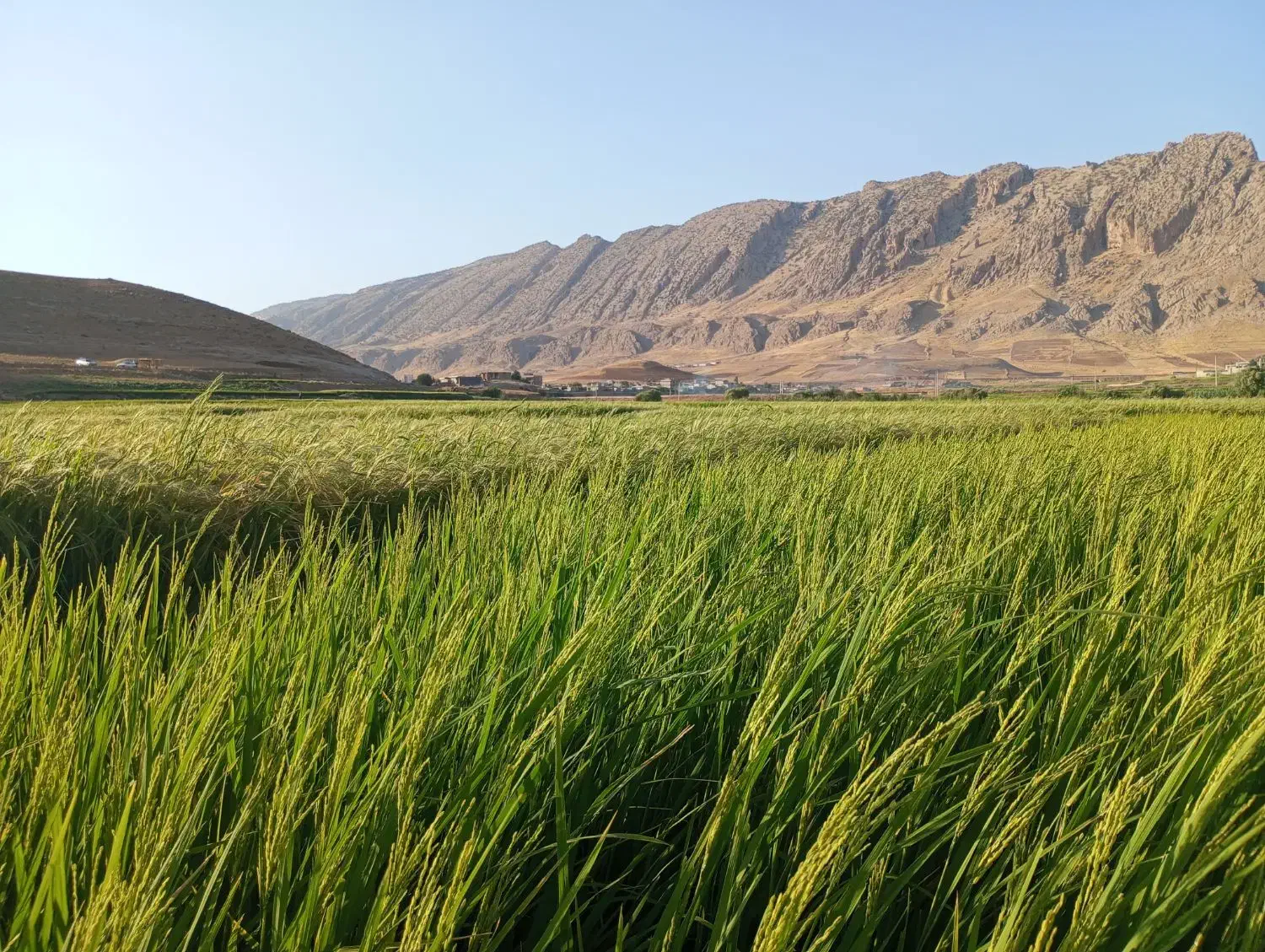 با سلام نیم دانه برنج شمشیری وبرنج شمشیری|خوردنی و آشامیدنی|شباب, |دیوار