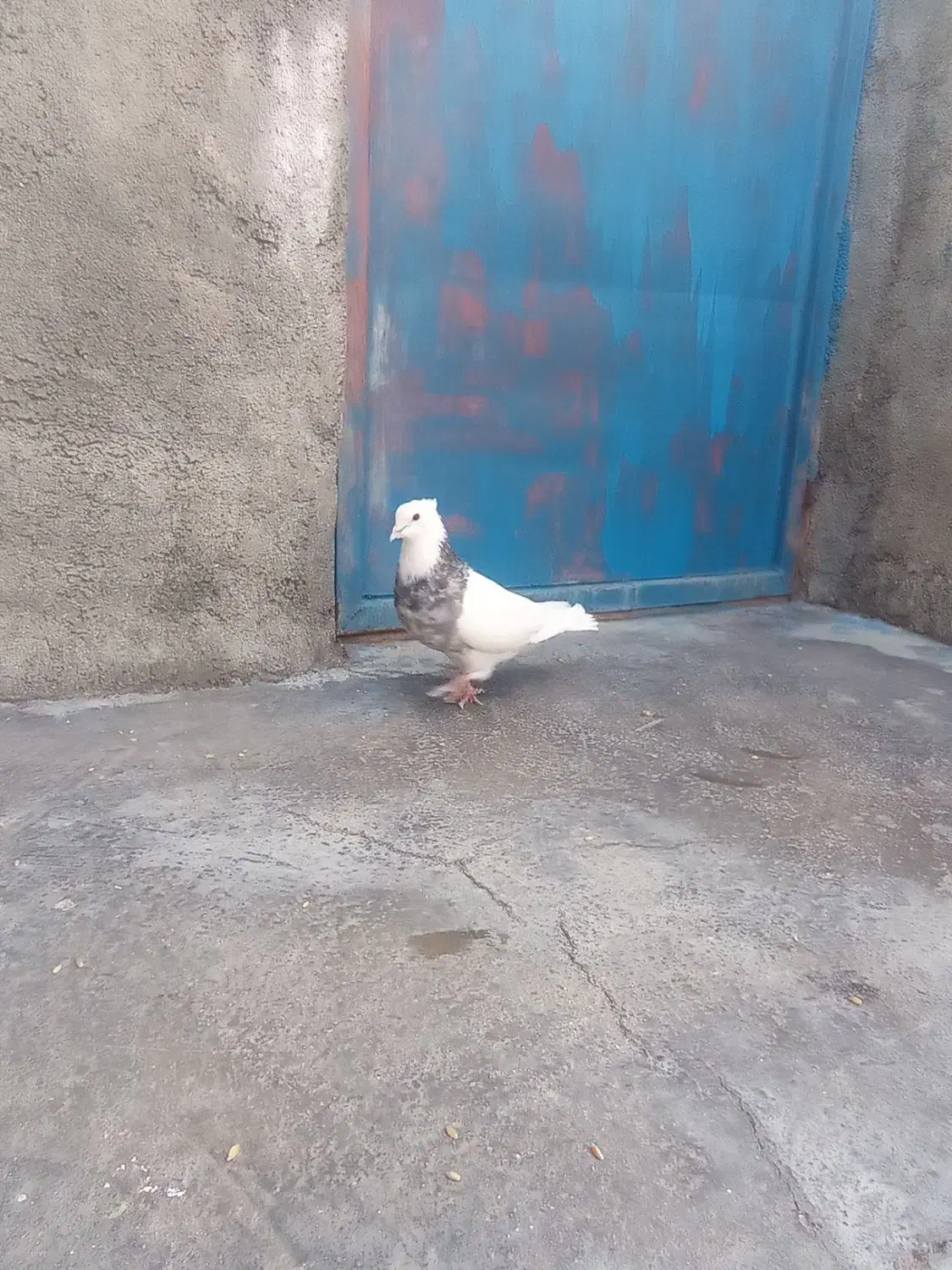 کبوتر|پرنده|سرپل ذهاب, |دیوار