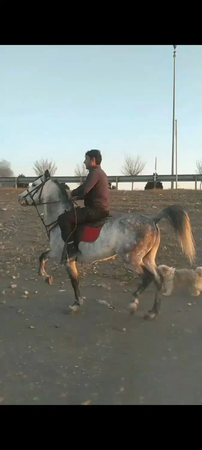 اسب ۷ساله|اسب و تجهیزات اسبسواری|مرند, |دیوار