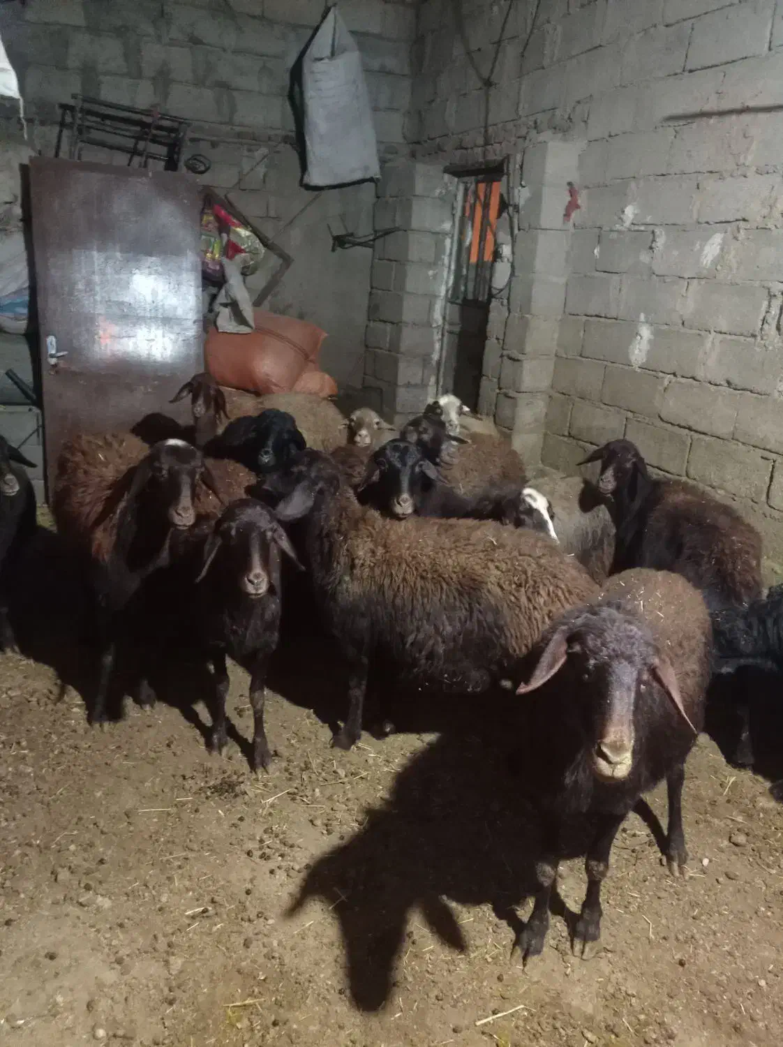 گوسفند افشاری|حیوانات مزرعه|صحنه, |دیوار