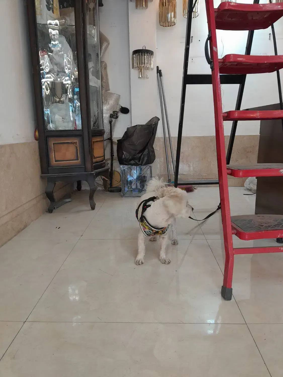 سگ زیبا و مهربان|سگ|مشهد, یوسفیه (شهرک غرب)|دیوار