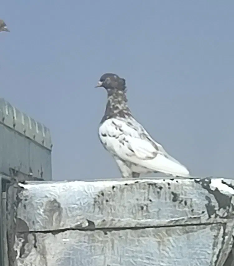 فروش کبوتر|پرنده|جهرم, |دیوار