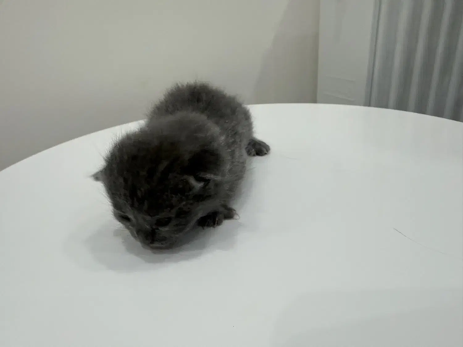 بچه گربه اسکاتیش بلو|گربه|ارومیه, |دیوار