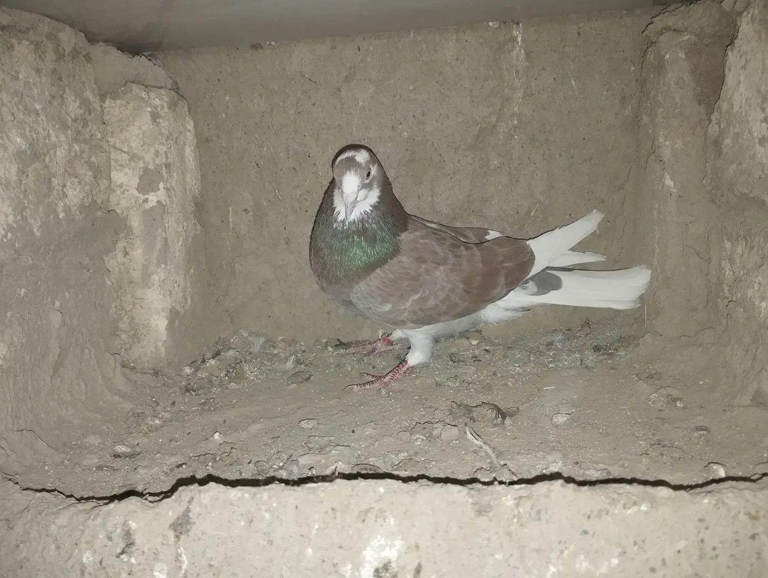 کفتر|پرنده|قلقل رود, |دیوار