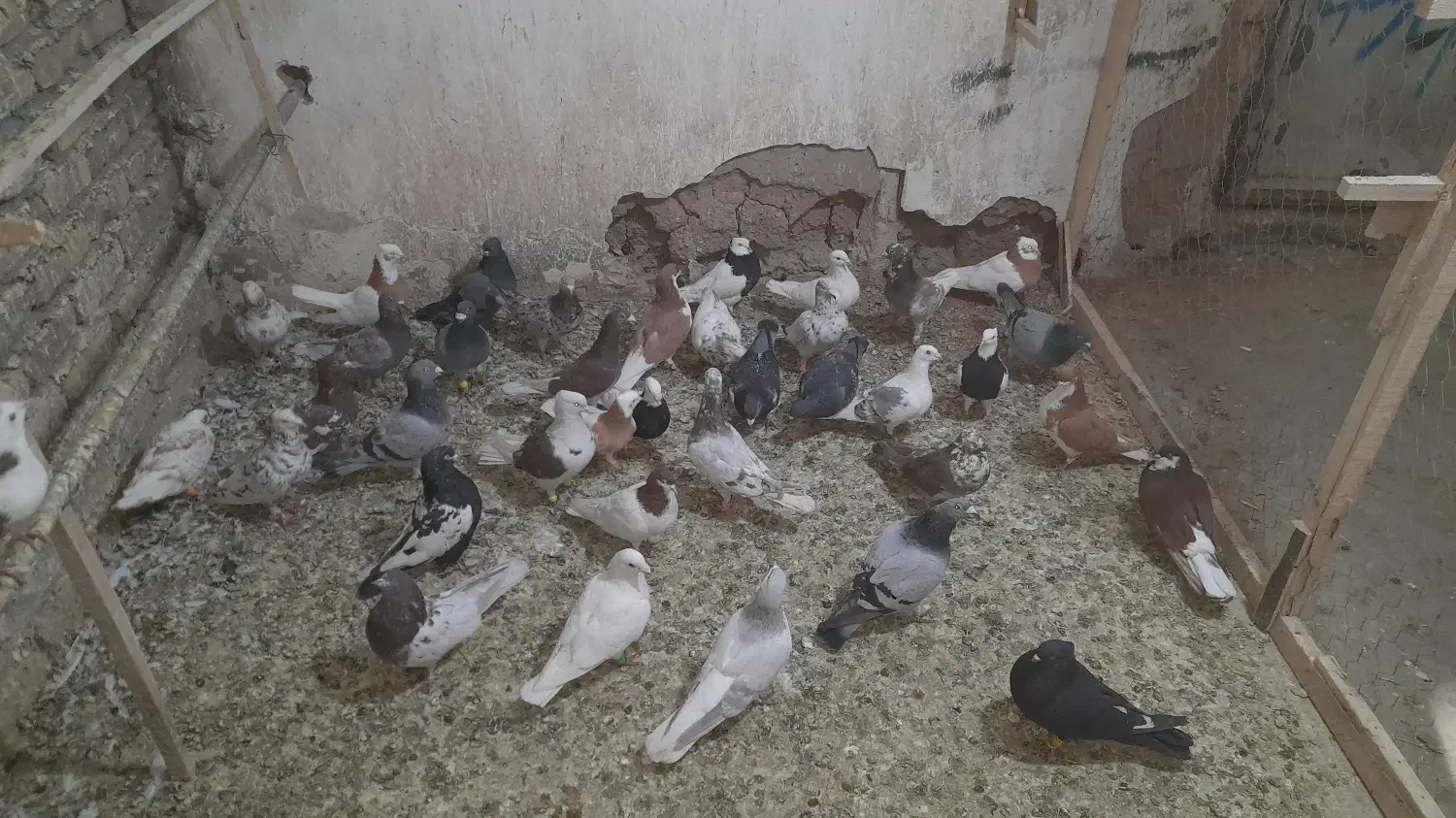 کبوتر|پرنده|رامند, |دیوار