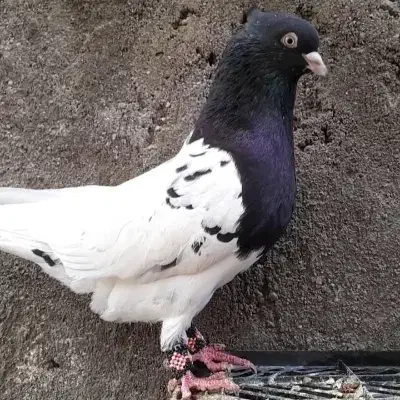 کبوتر|پرنده|قروه, |دیوار