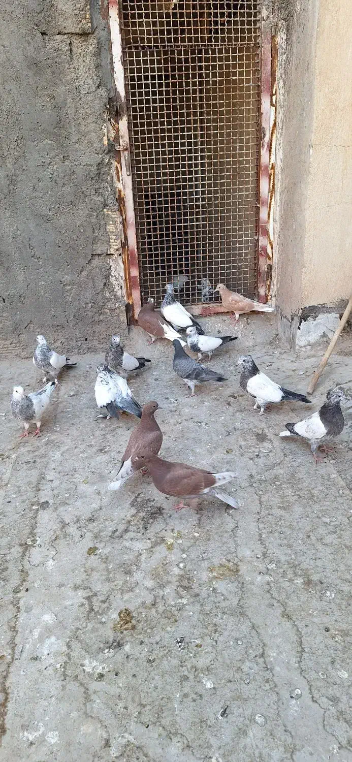 کفتر جوجه آس|پرنده|قم, کیوانفر|دیوار