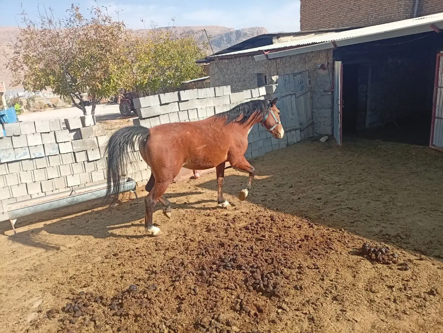 اسب|اسب و تجهیزات اسبسواری|فیروزآباد (فارس), |دیوار