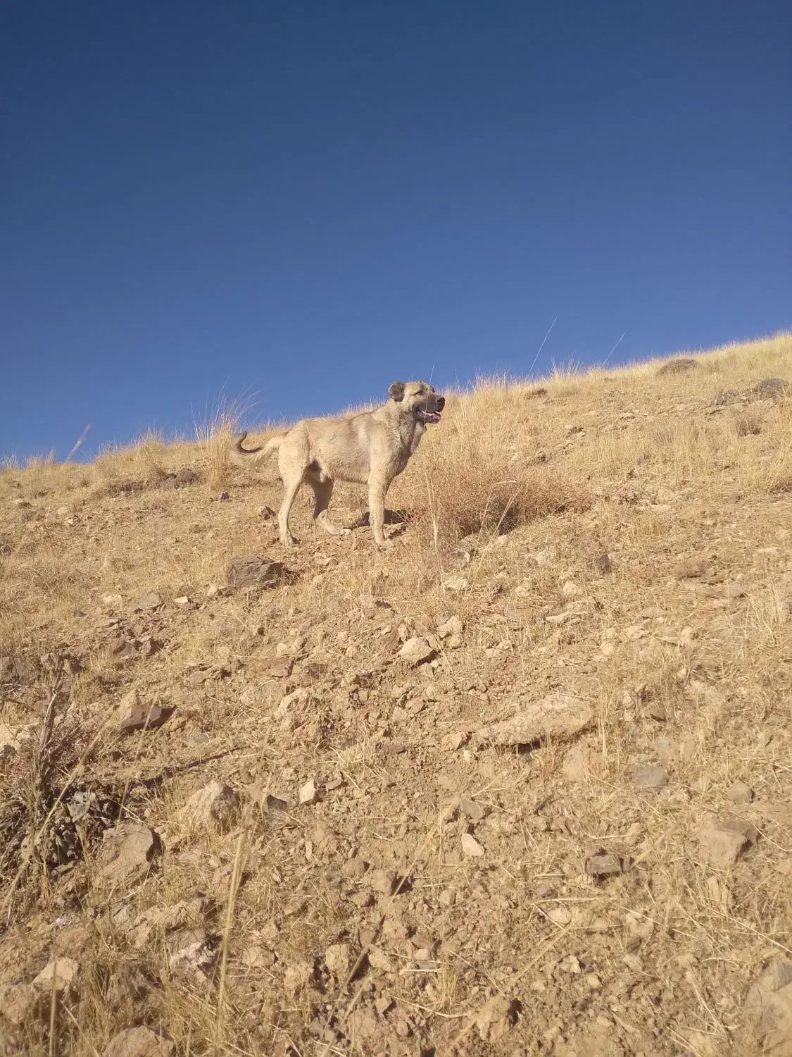 سگ جوان و گله ای و نگهبان|سگ|سجاس رود, |دیوار