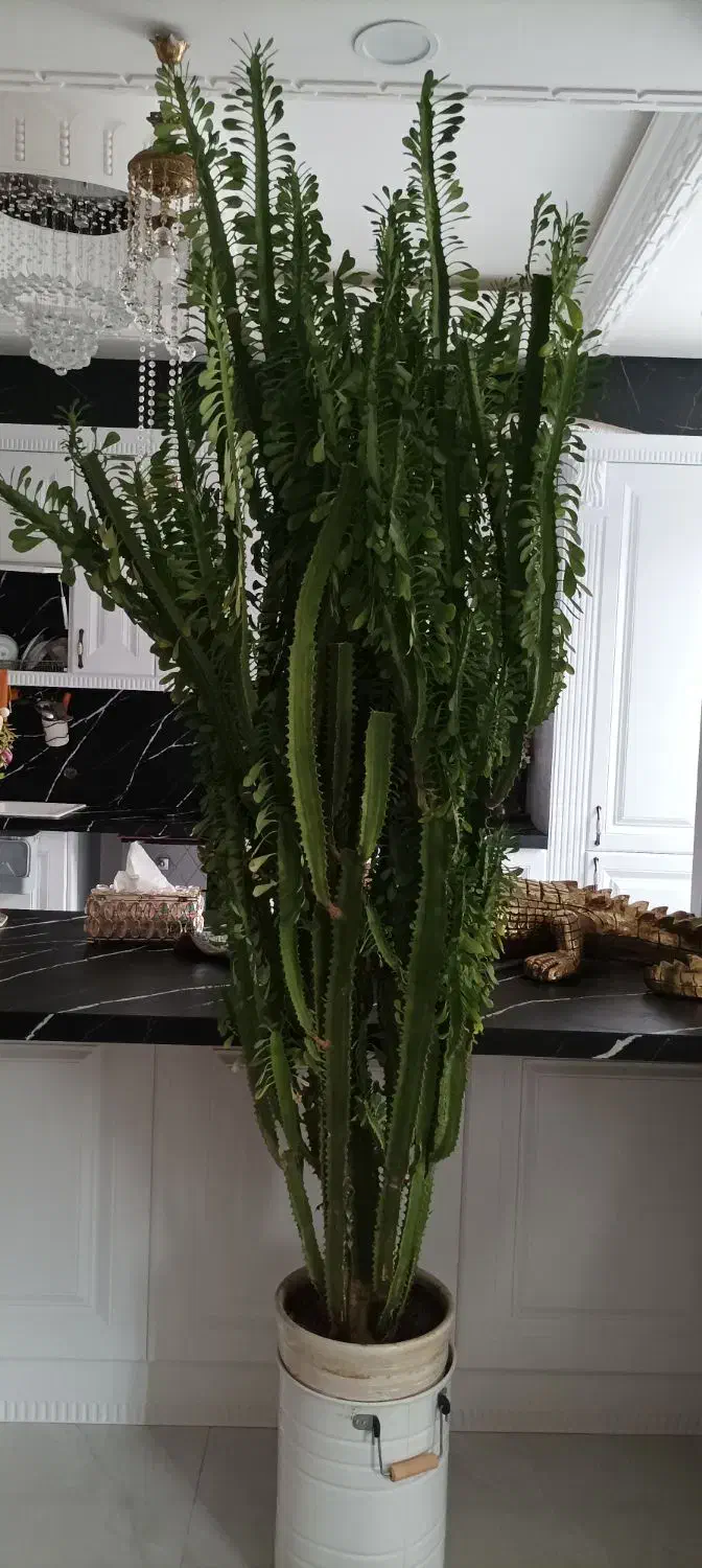 گل طبیعی|گل و گیاه طبیعی|کامیاران, |دیوار