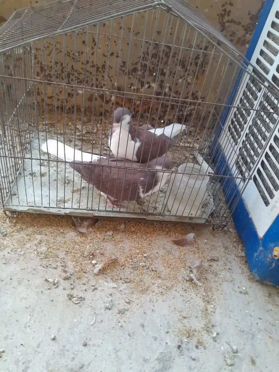 یک جفت کبوتر|پرنده|پاکدشت, پاکدشت (مامازند)|دیوار