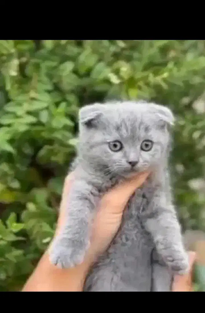 گربه اسکاتیش فولد|گربه|کرمان, |دیوار