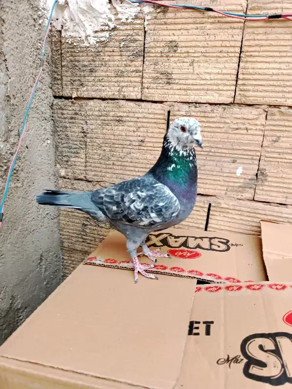 کبوتر مسافتی نر کله ماستی|پرنده|فردیس, سپید دشت|دیوار