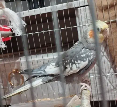 عروس هلندی نر آهویی|پرنده|شاهرود, |دیوار