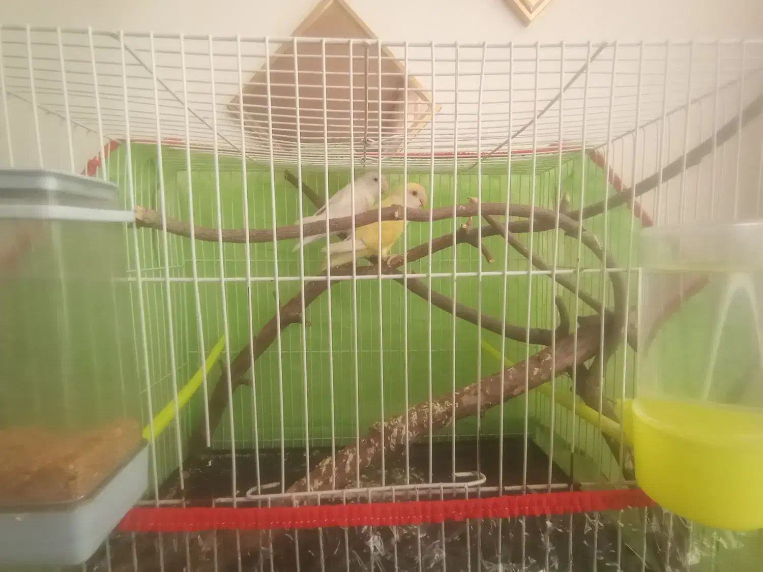 طوطی کتوله|پرنده|تربتحیدریه, باغ سلطانی|دیوار