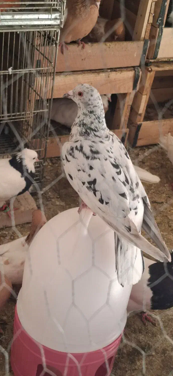 سرور دورگ|پرنده|خرمشهر, |دیوار