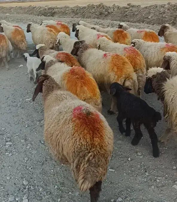 گوسفند میش و بره|حیوانات مزرعه|شیروان (لرستان), |دیوار