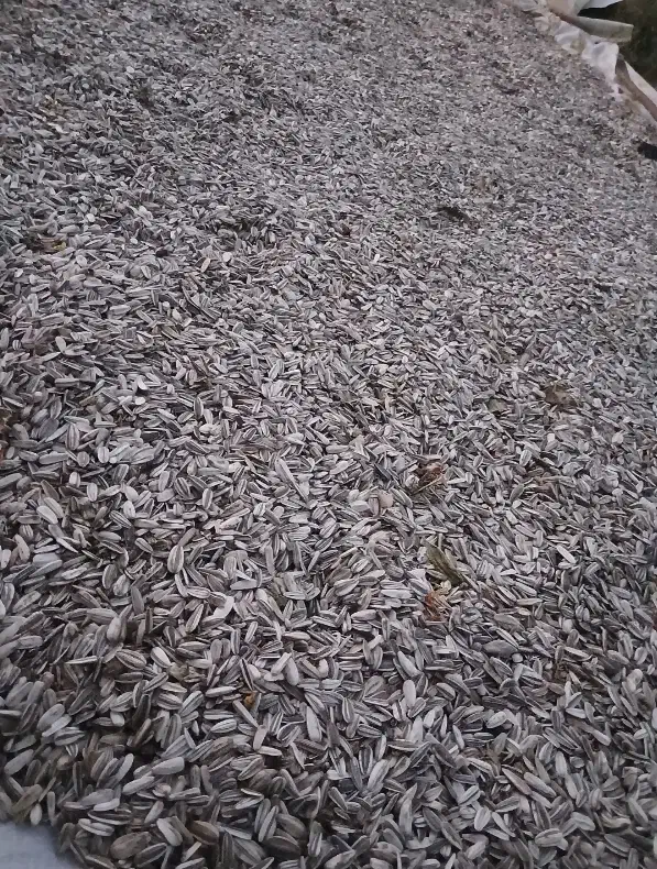 تخمه آفتابگردان|خوردنی و آشامیدنی|ساروق, |دیوار