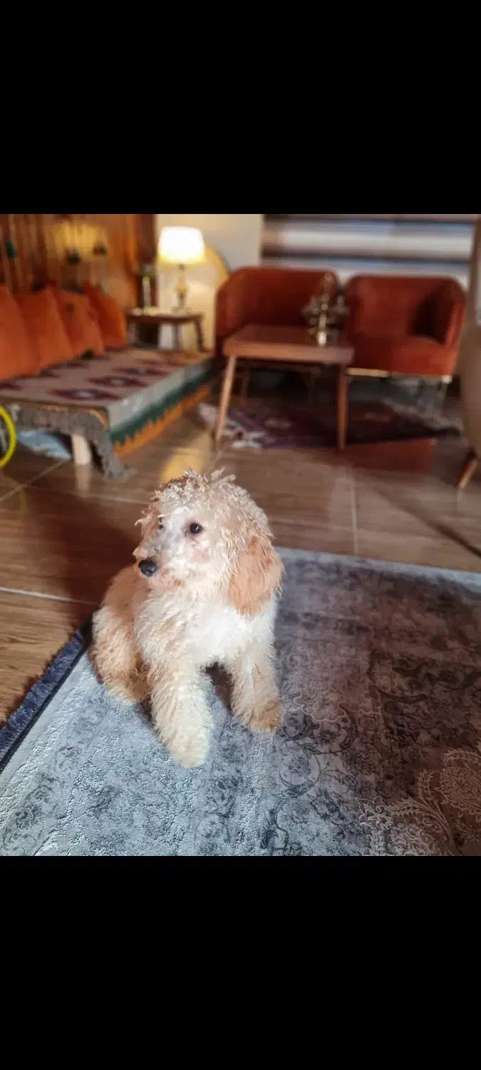 پودل ۸ ماهه فروش فوری|سگ|نوشهر, |دیوار