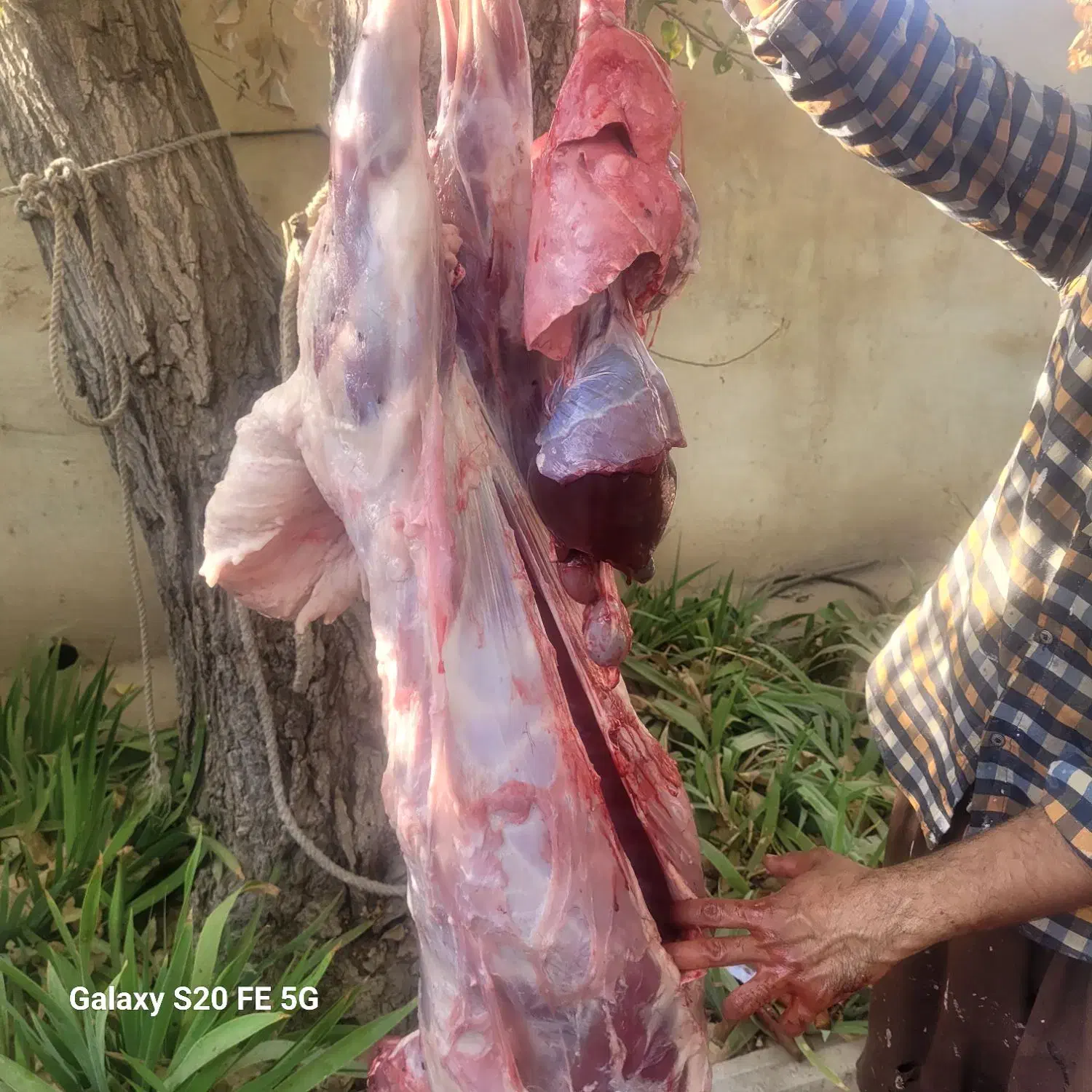 گوشت بره نر|خوردنی و آشامیدنی|هشتگرد, تهران دشت|دیوار