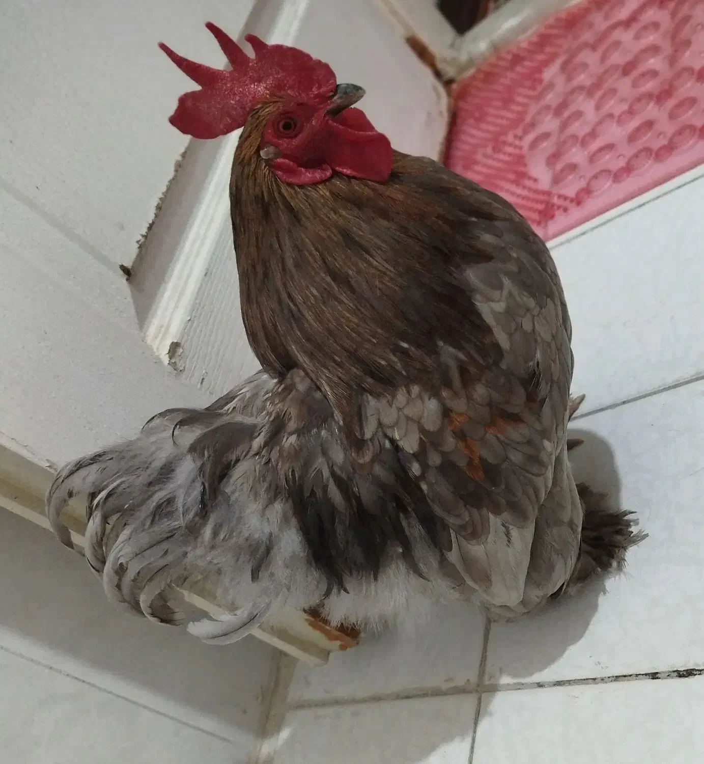 خروس|حیوانات مزرعه|تهران, اوقاف|دیوار