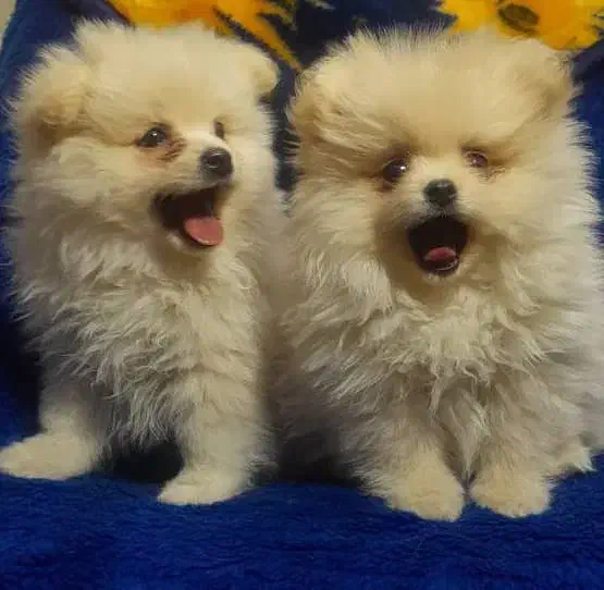 توله پامر با کیفیت|سگ|مشهد, ویلاشهر|دیوار