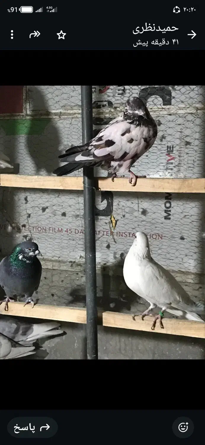 کبوتر تهرانی|پرنده|تهران, زرکش|دیوار