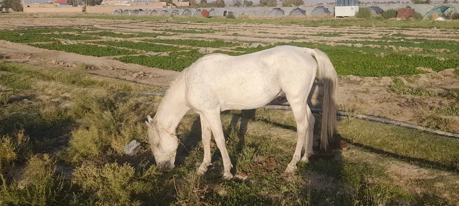 نریون خیلی آرام|اسب و تجهیزات اسبسواری|میان جلگه, |دیوار