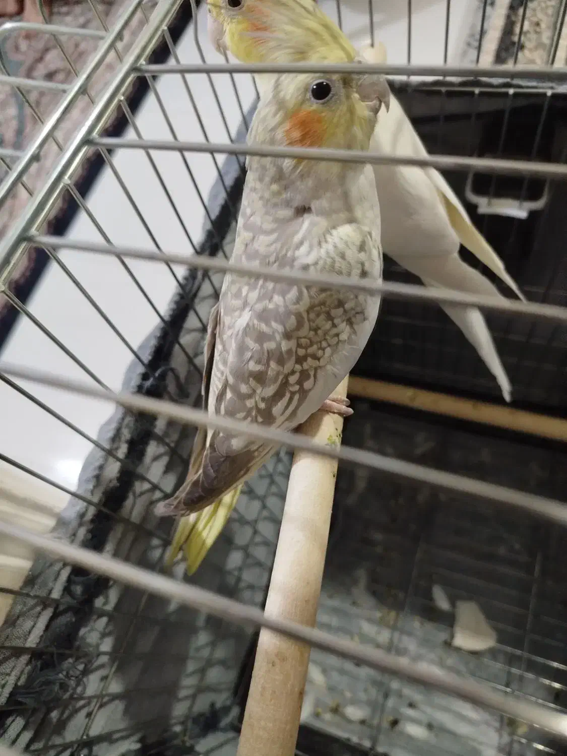 دو جفت عروس هلندی|پرنده|فردیس, فردیس|دیوار