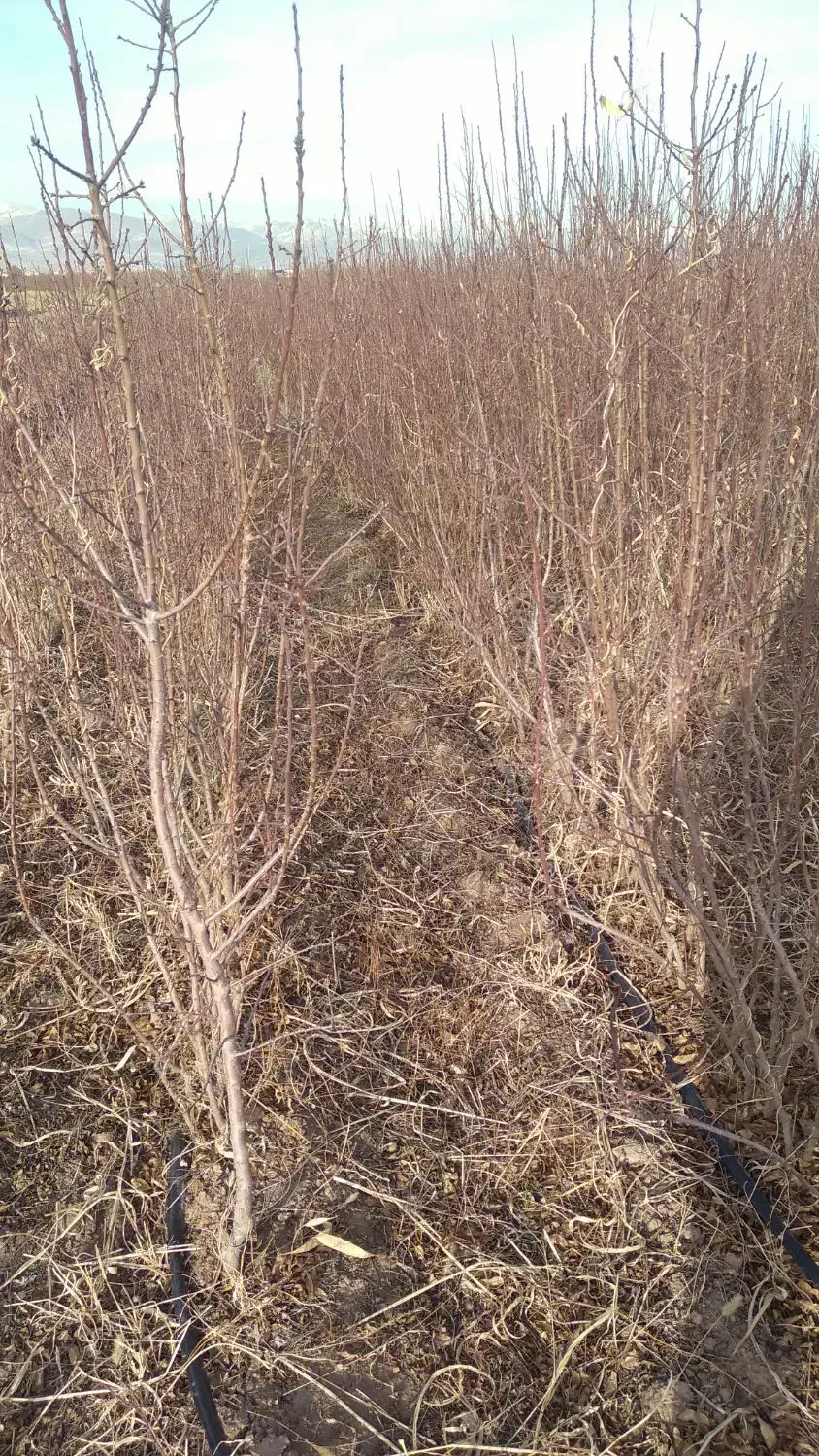 انواع‌نهال‌بادم|گل و گیاه طبیعی|محمدیه-قزوین, |دیوار