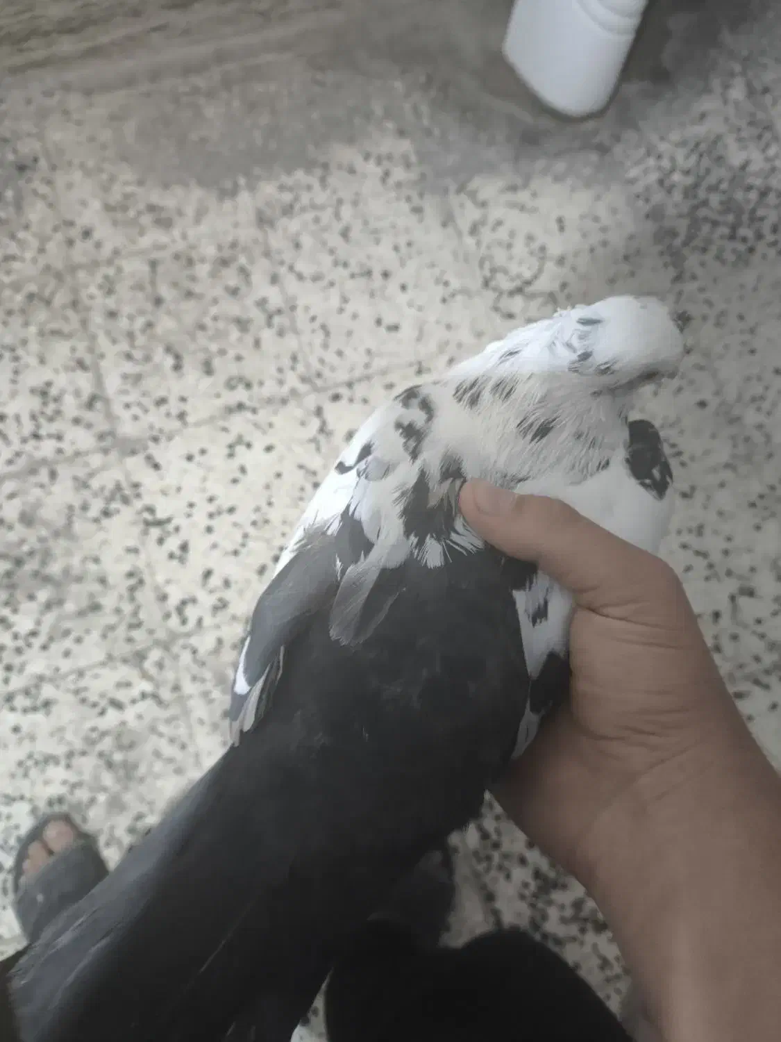 کبوتر|پرنده|رامهرمز, |دیوار