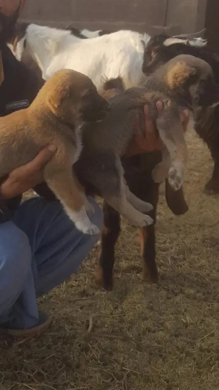 توله گله ای و نگهبان|سگ|تربت جام, معدآباد|دیوار