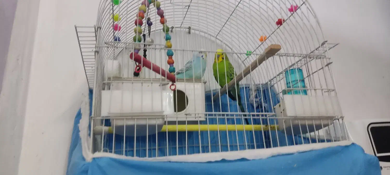 مرغ عشق|پرنده|قرچک, میرزائی جنوبی|دیوار